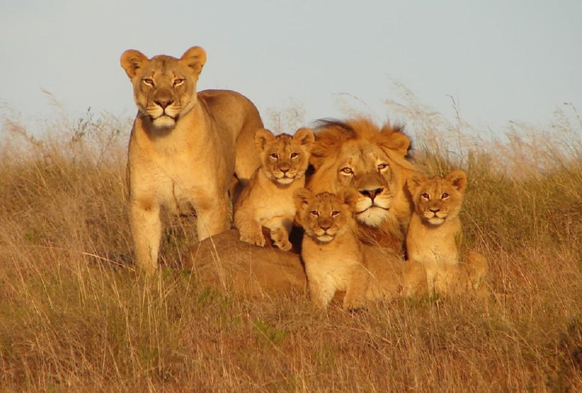 interesting facts about lion King of the Jungle why do live in groups