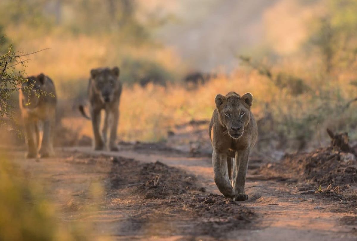 interesting facts about lion King of the Jungle why do live in groups