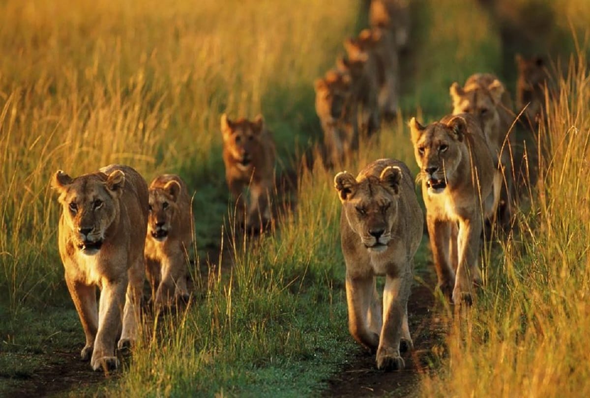 interesting facts about lion King of the Jungle why do live in groups