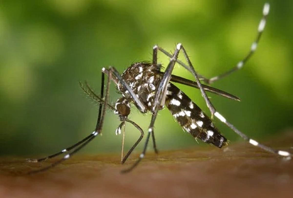 why few people are more susceptible to mosquito bites, what study says on this