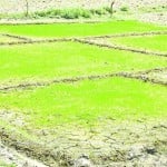 धान की फसल का फाइल फोटो