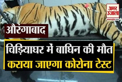 Tigress death in Maharashtra zoo, corona test can be done