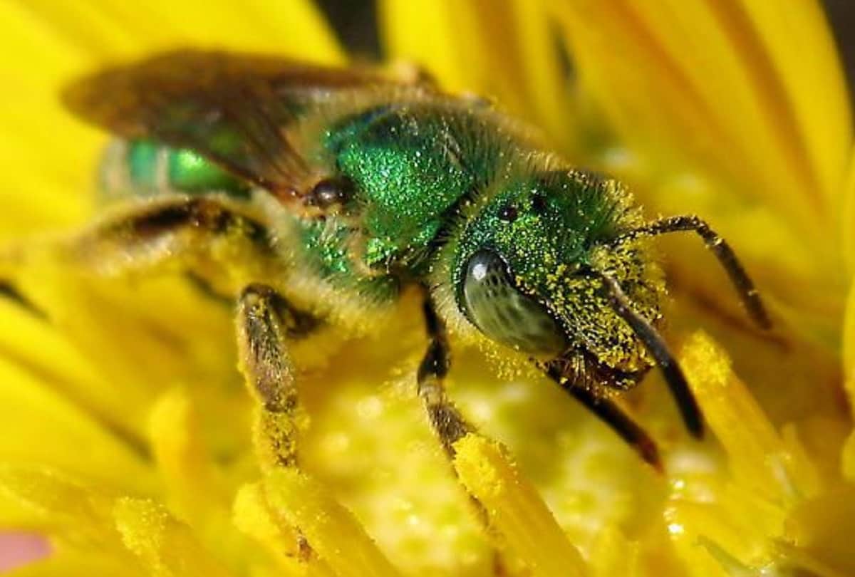 Interesting facts about honey bees that you should know