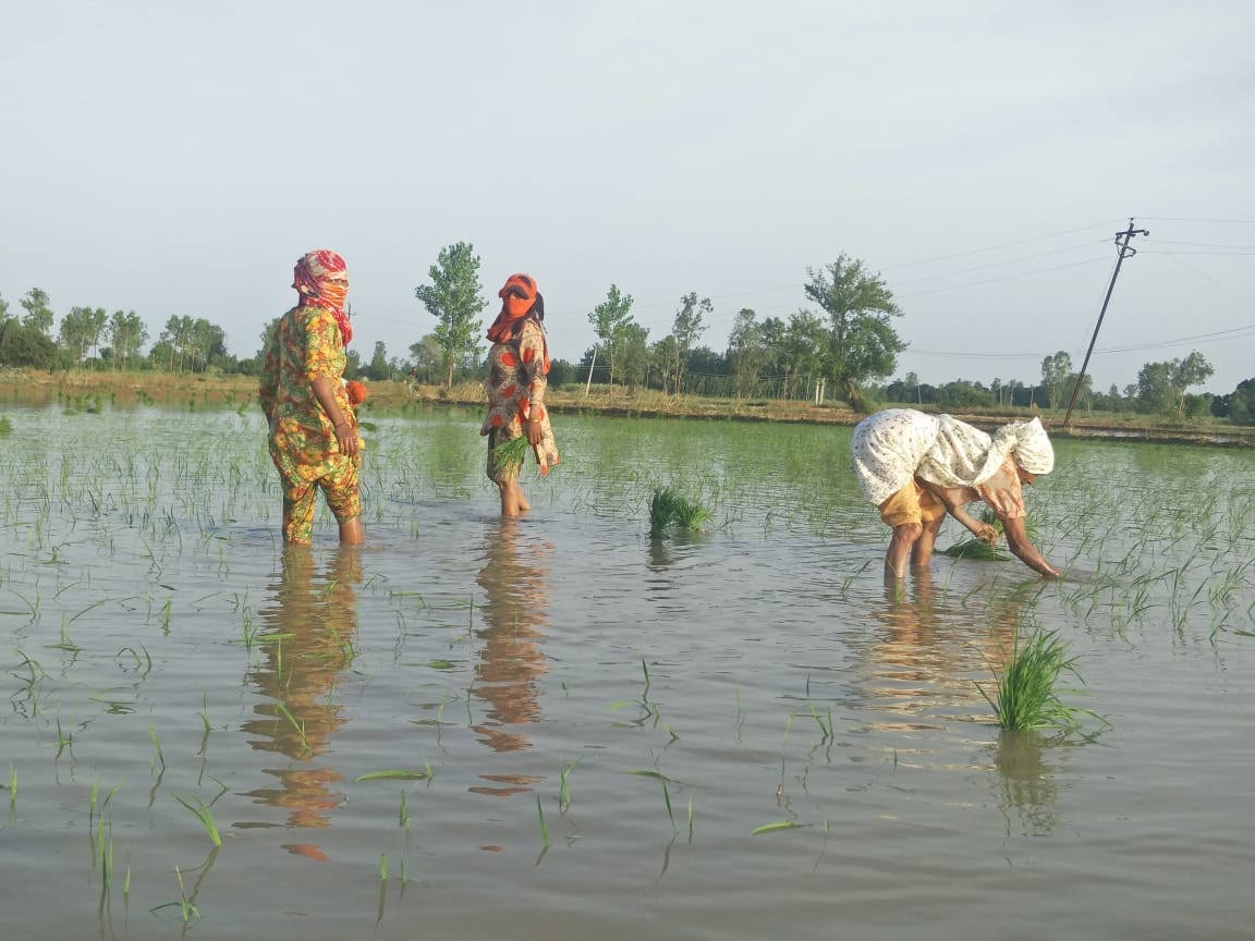rain... farmer happy