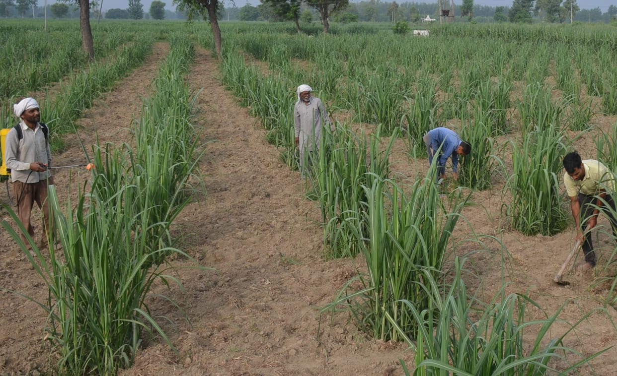 Sugarcane ring pit method attracting farmers