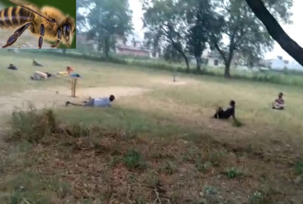 Bees Attack on Many youth during playing cricket in Roorkee, See Photos