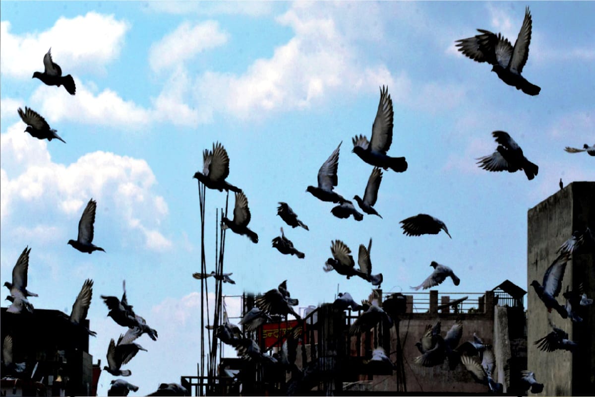 why can not humans fly like birds know scientific reasons