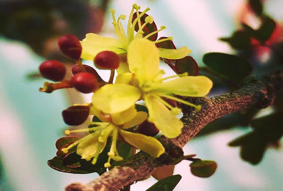 South African Bloodwood Tree also known as Pterocarpus angolensis Bleeds Just Like Humans