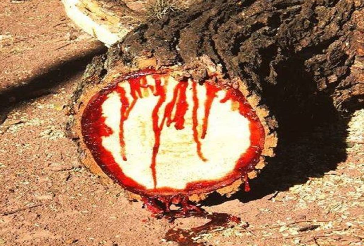 South African Bloodwood Tree also known as Pterocarpus angolensis Bleeds Just Like Humans