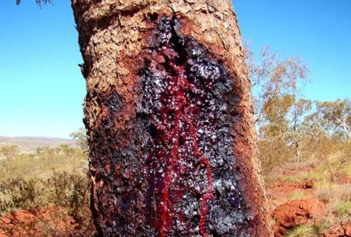 South African Bloodwood Tree also known as Pterocarpus angolensis Bleeds Just Like Humans