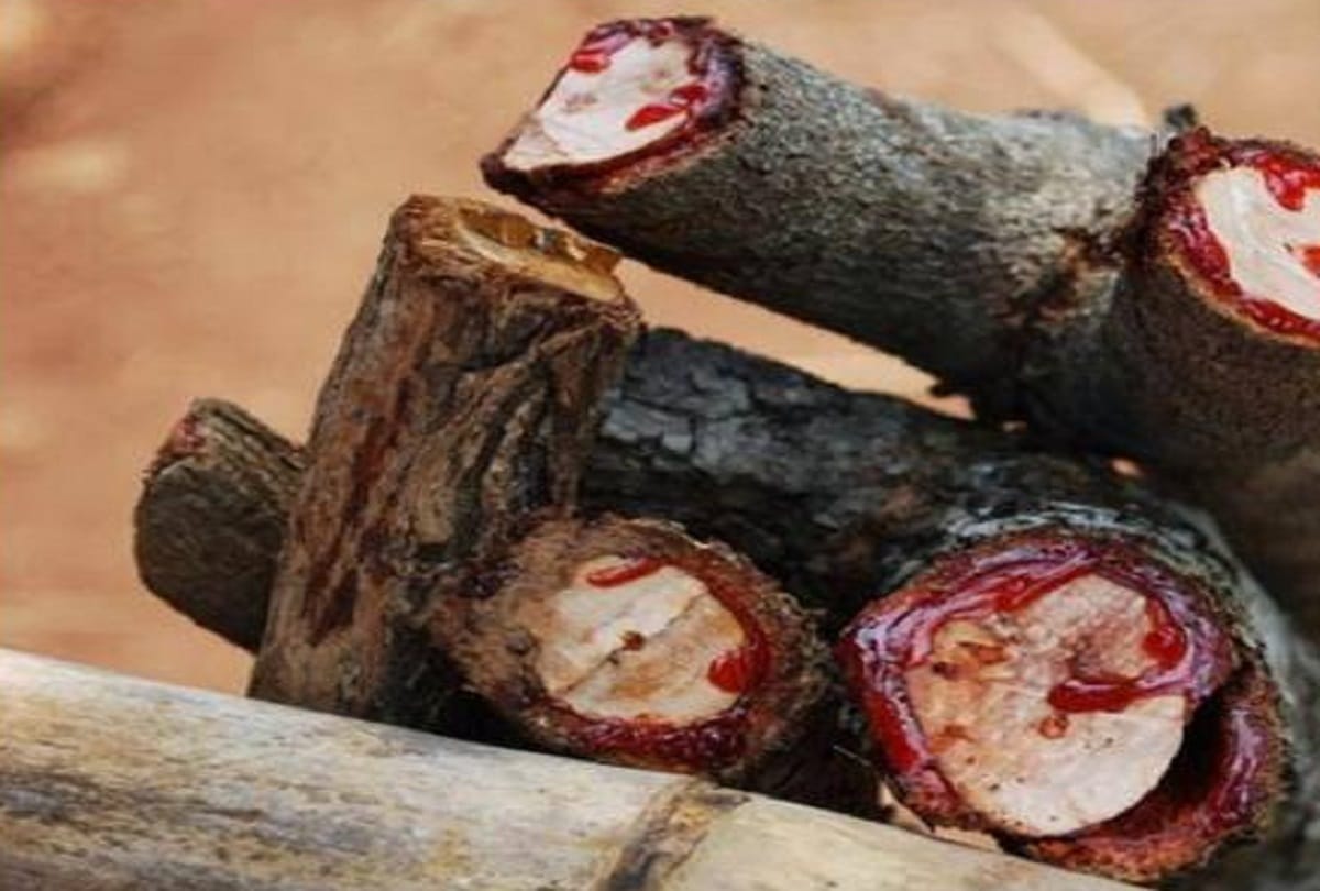 know about bloodwood tree bleeding red like humans when cut down
