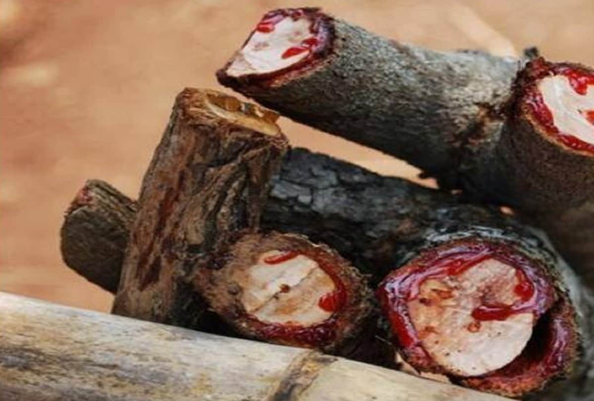 South African Bloodwood Tree also known as Pterocarpus angolensis Bleeds Just Like Humans