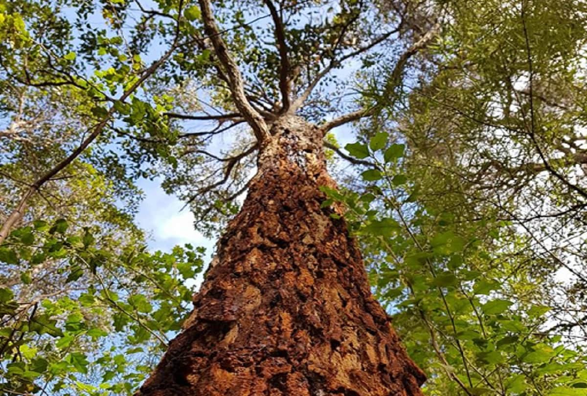 South African Bloodwood Tree also known as Pterocarpus angolensis Bleeds Just Like Humans