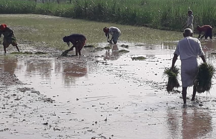 Faced with farmers due to rain, paddy started transplanting