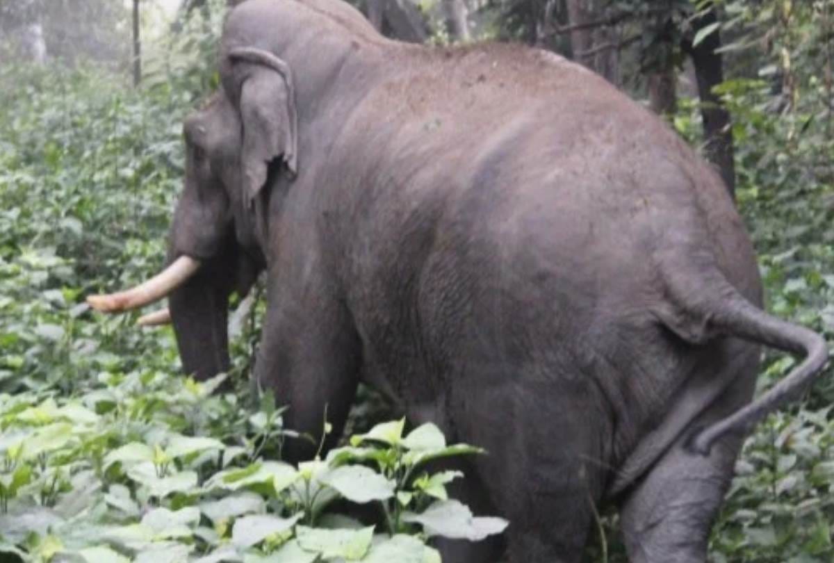 120 elephants increased in uttar pradesh In two and half years