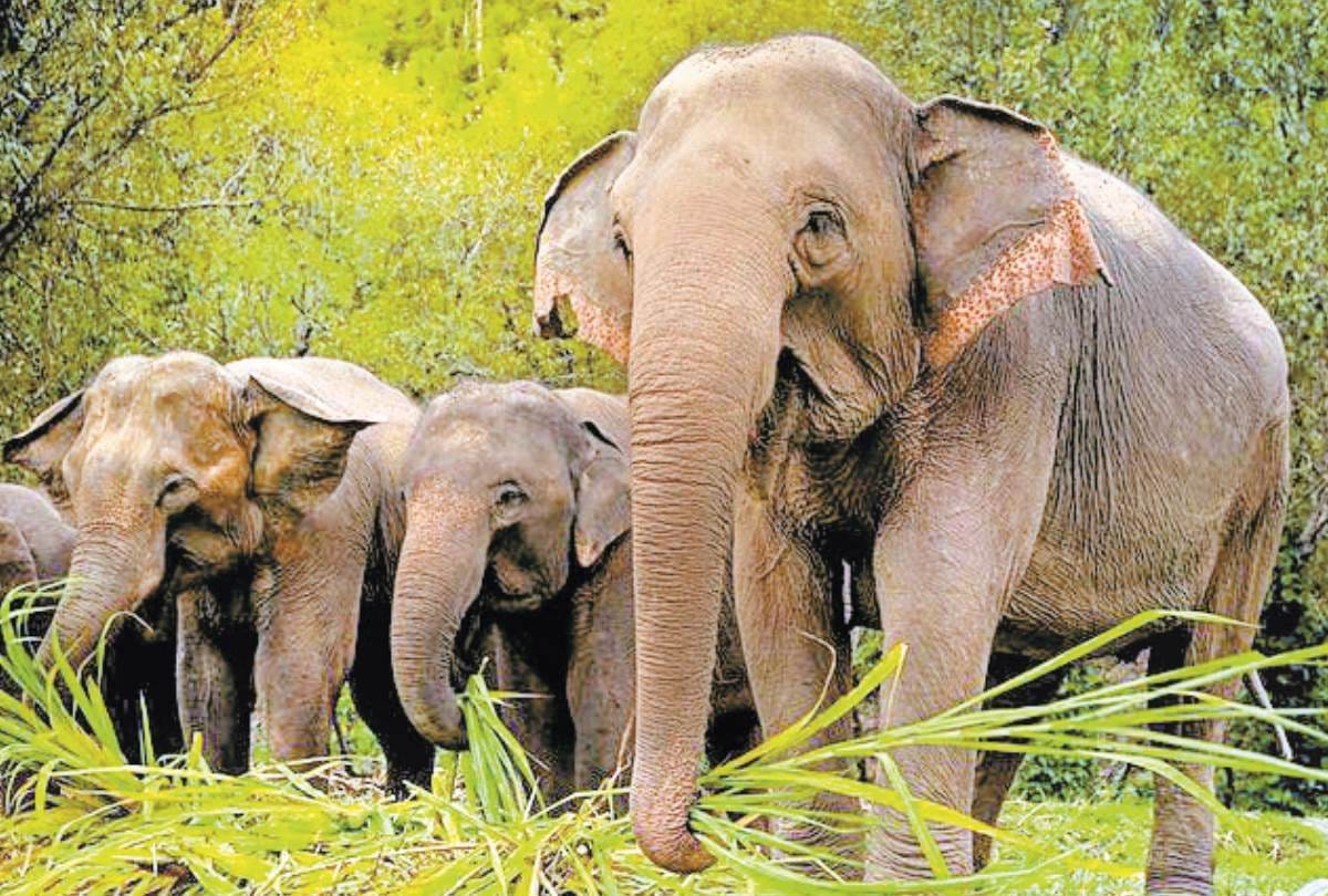 120 elephants increased in uttar pradesh In two and half years