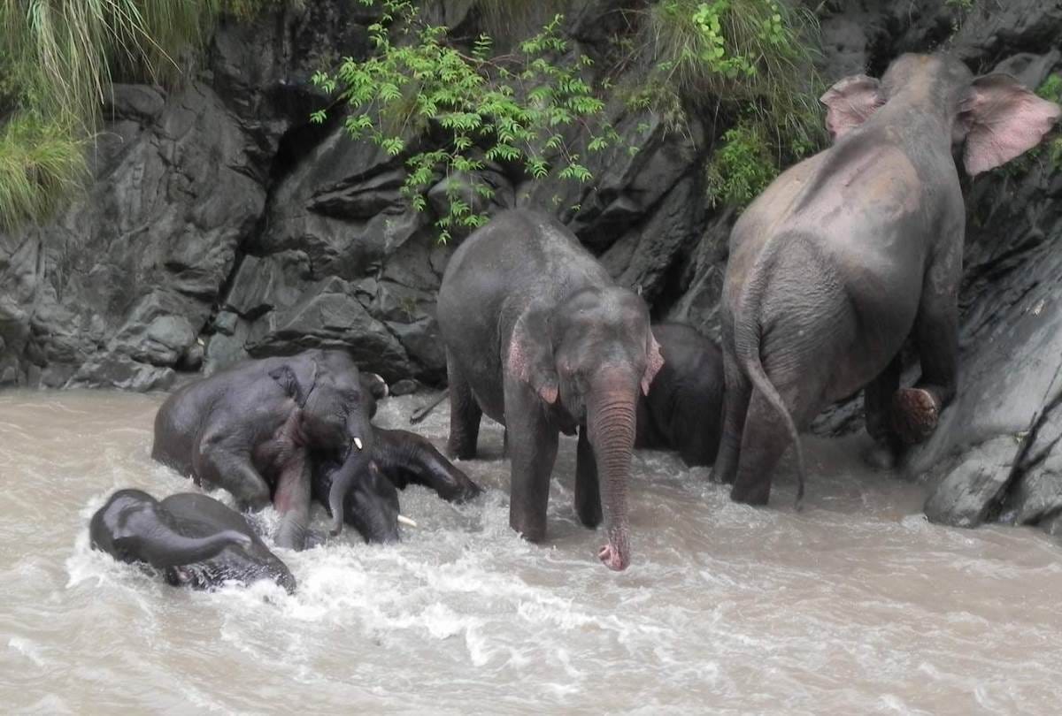 120 elephants increased in uttar pradesh In two and half years