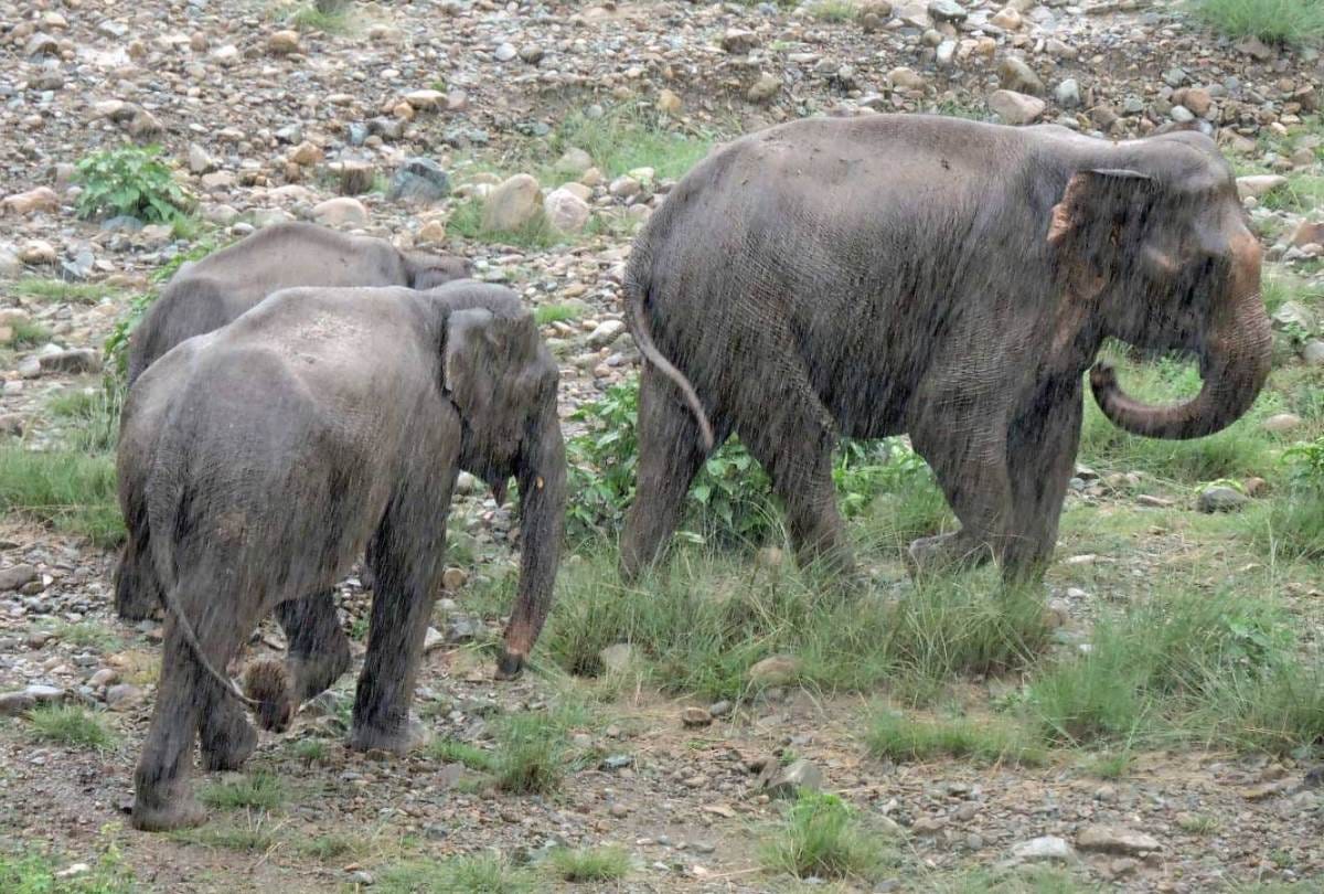 120 elephants increased in uttar pradesh In two and half years