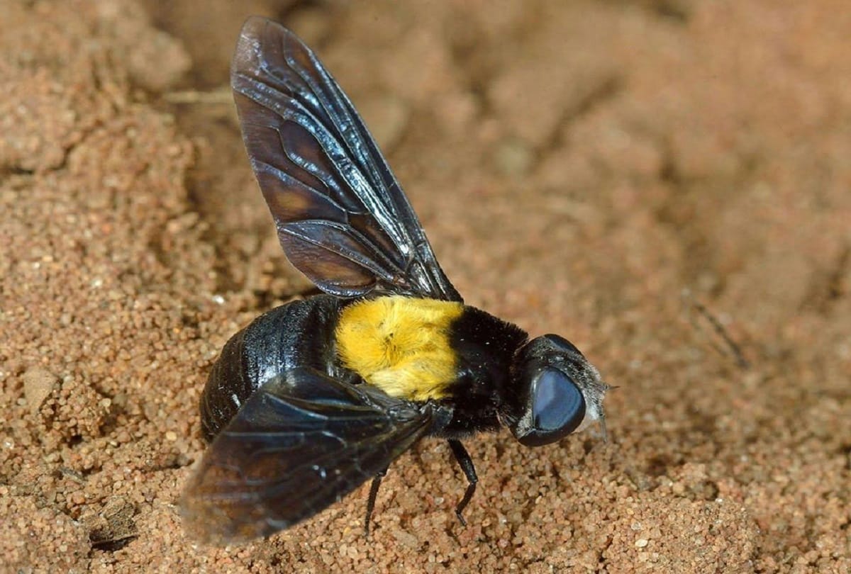 Bees attack on people in Sitapur.