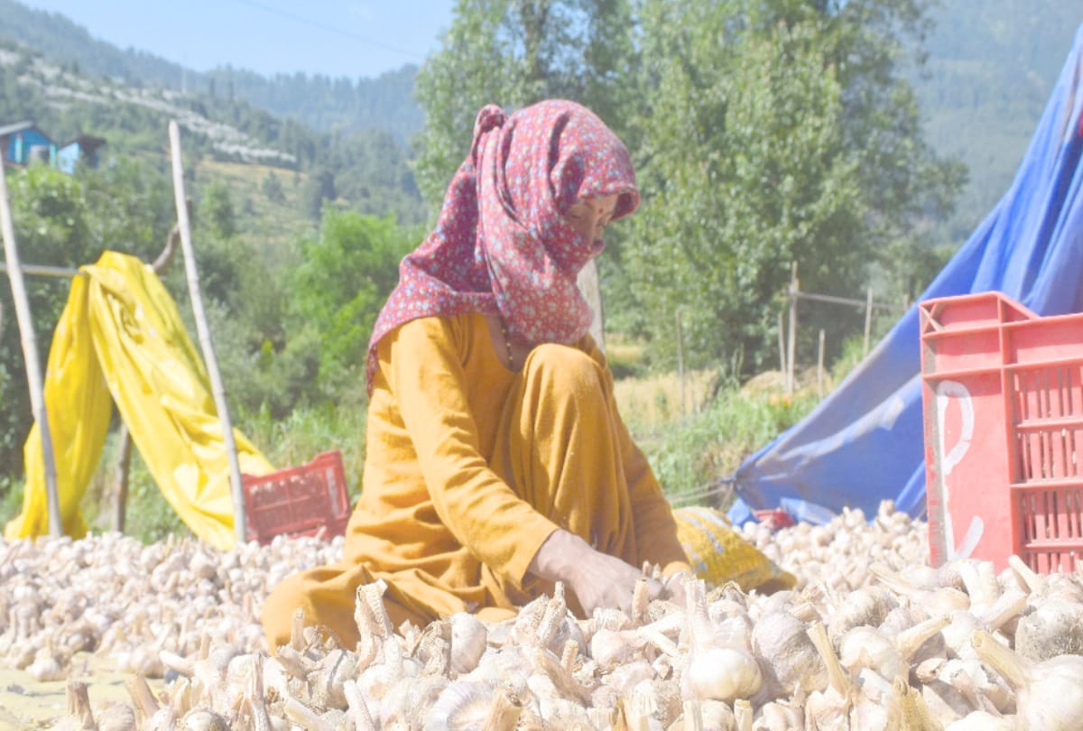 After Kullu plum, now the price of garlic doubles, farmer happy