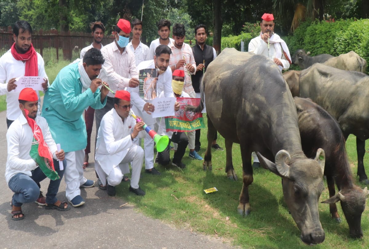 SP workers Unique protest in front of buffalo for rising prices of petrol diesel