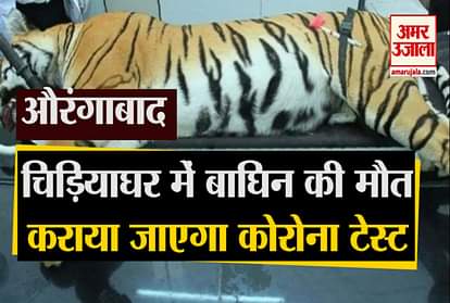 Tigress death in Maharashtra zoo, corona test can be done