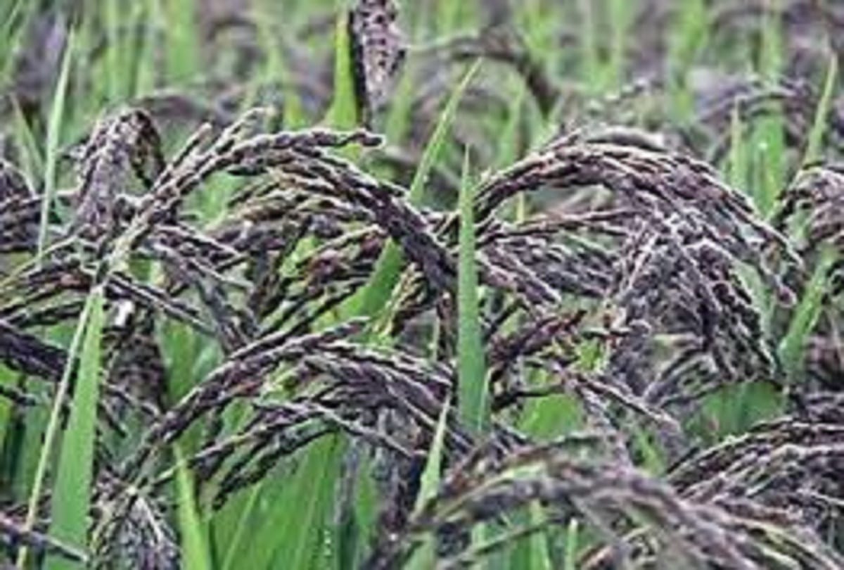 Agriculture news: Black rice paddy - will not increase blood pressure and sugar