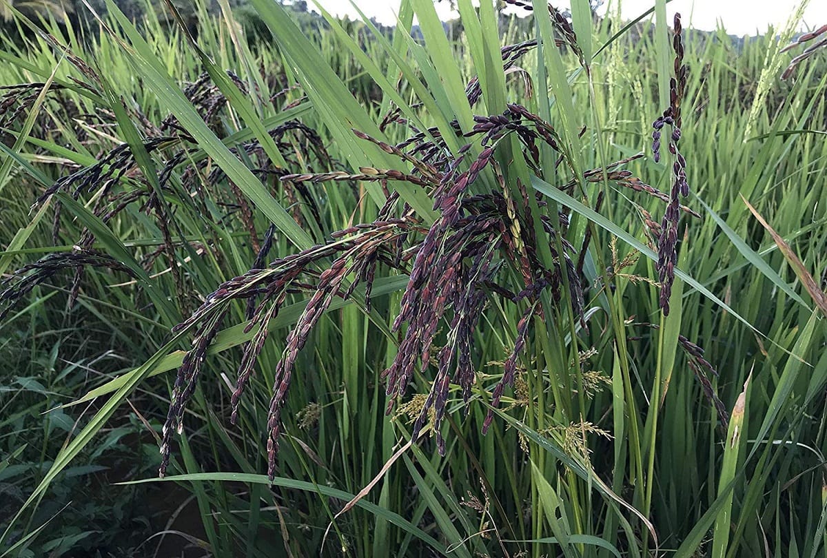 Agriculture news: Black rice paddy - will not increase blood pressure and sugar