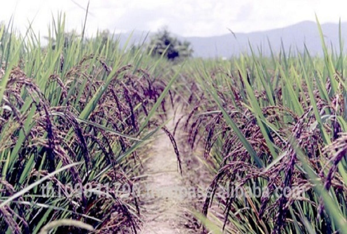 Agriculture news: Black rice paddy - will not increase blood pressure and sugar