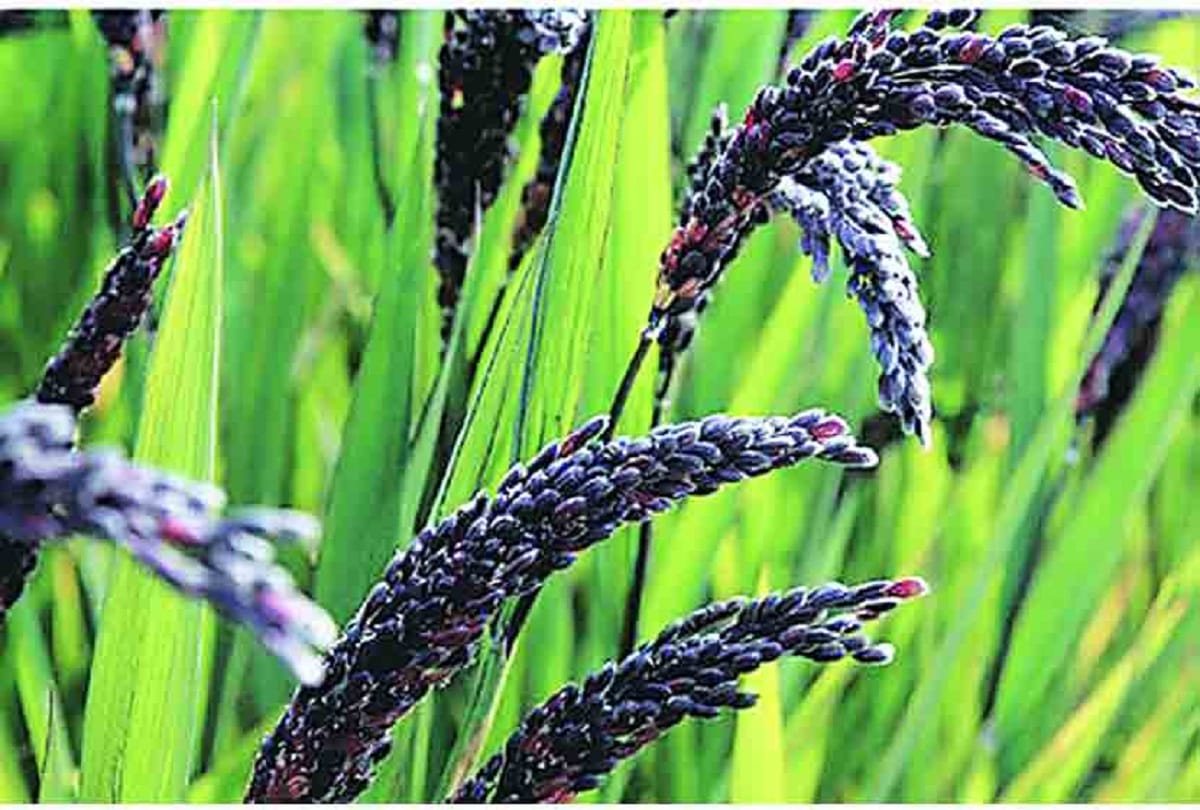 Agriculture news: Black rice paddy - will not increase blood pressure and sugar