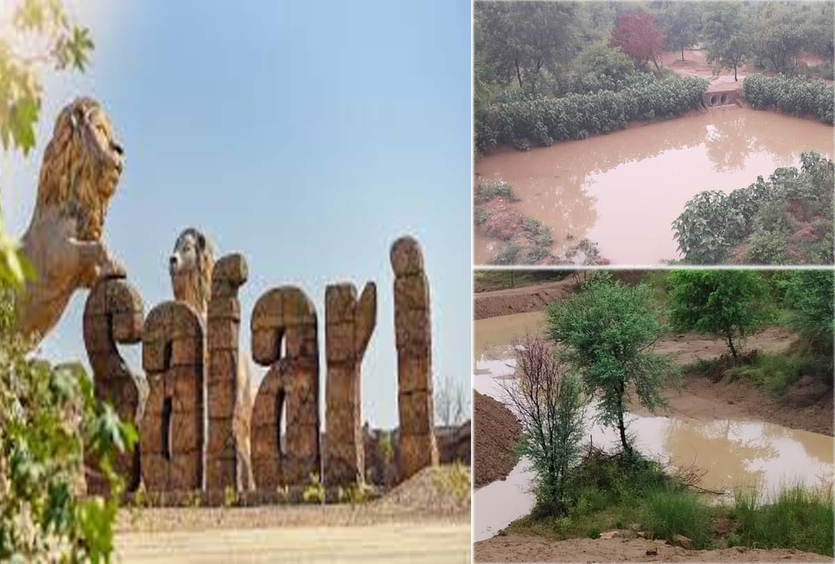 Etawah Safari, first rain of the season raised hopes of conserving rainwater