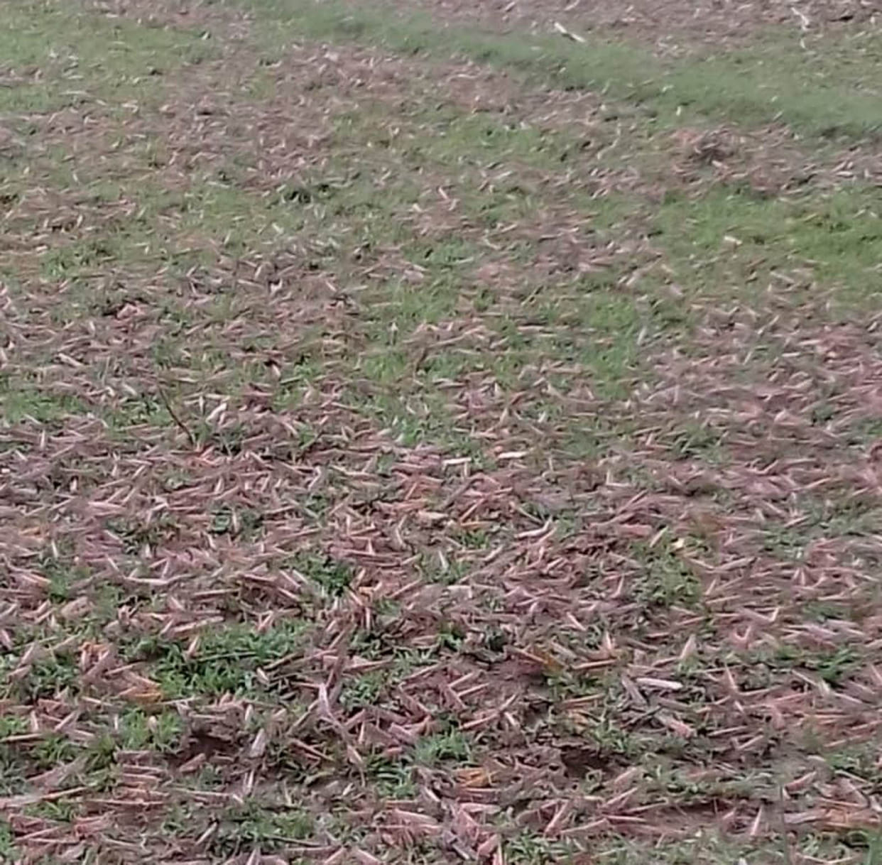 For the second time in a week, the grasshopper team attacked from MP