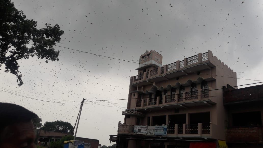 Locust team arrived in azamgarh, was driven away by loud voice