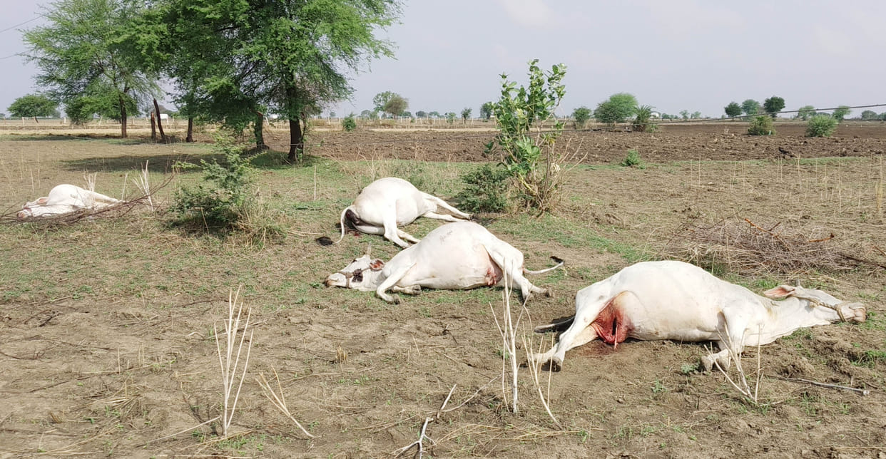 Four cow dead for light