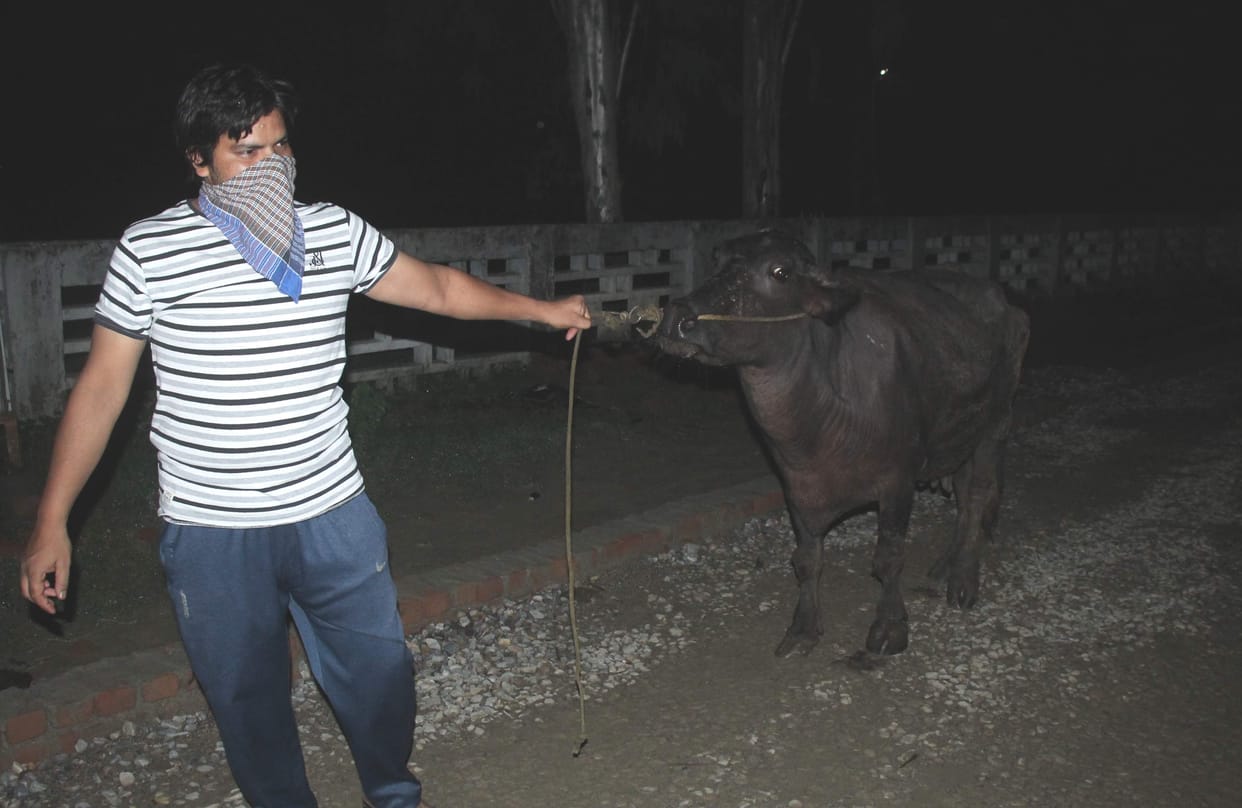 My fat buffalo is like mariel