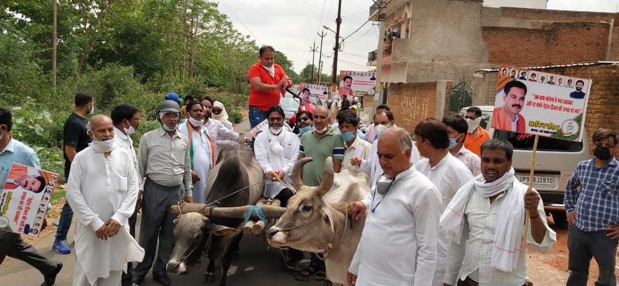 Congress run on bailgadi for increase petrol rate
