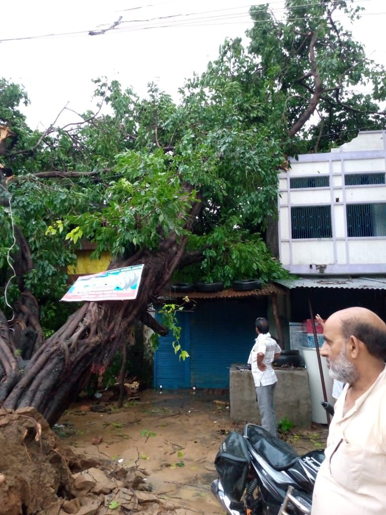 tree fall from rain