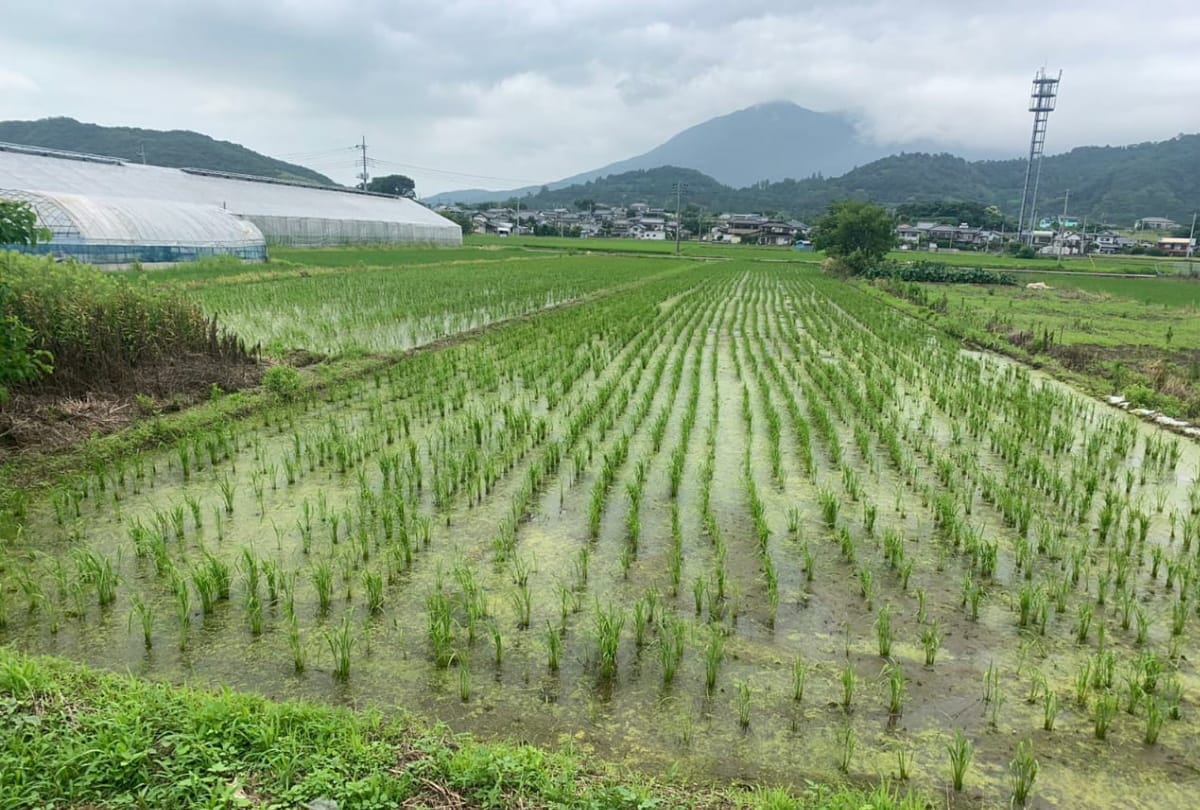 special agriculture of kala namak grain Japan Restaurant Businessman Ordered from maharajganj