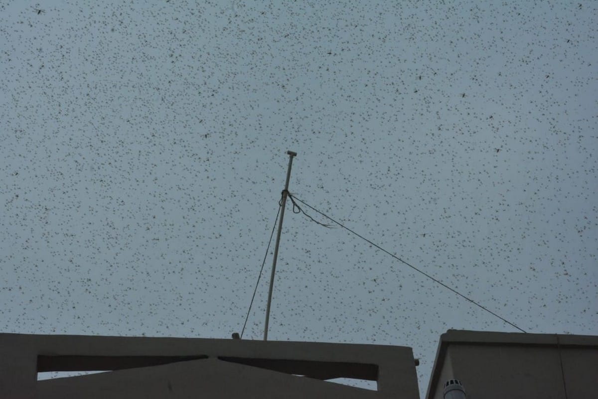 Locusts Tiddi Dal Attacks in India Nepal border