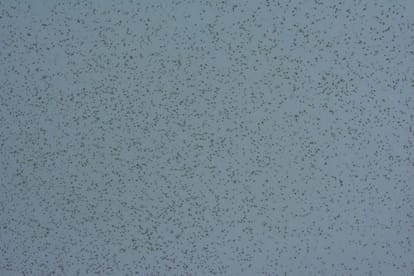 Lal Bahadur Shastri airport on alert due to locust attack tiddi dal in varanasi