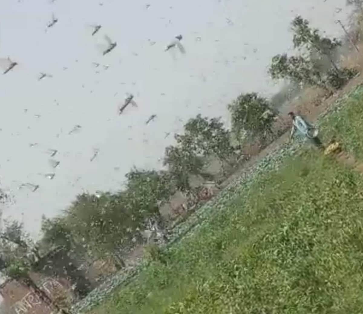 Locust Attack In Uttarakhand Latest News:  Locust reached Uttarakhand from Nepal border is very dangerous