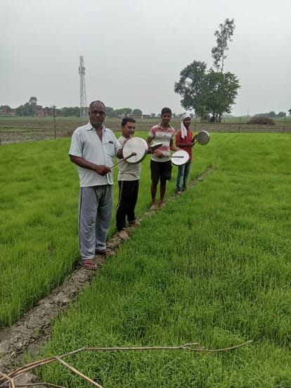 locust attack tiddi dal in purvanchal district in varanasi jaunpur bhaodhi jaunpur Measures to prevent