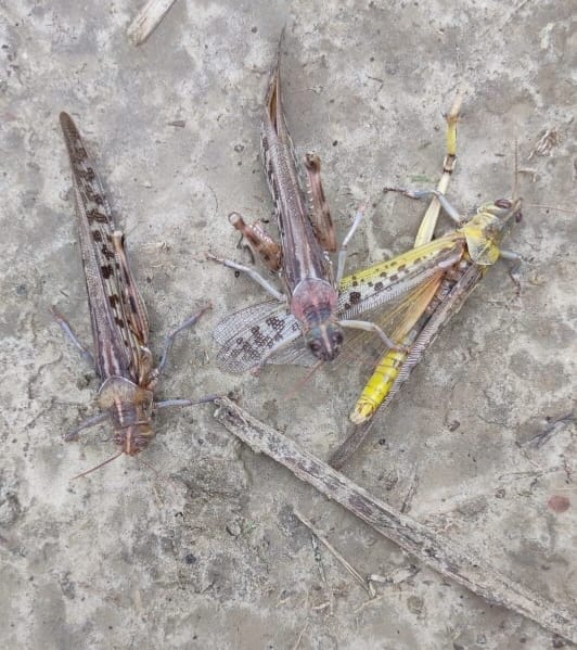 tiddi dal reached in jaunpur also locust attack in varanasi