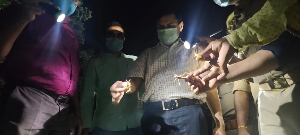 locust attack in varanasi tiddi dal reached Measures to prevent locust attack