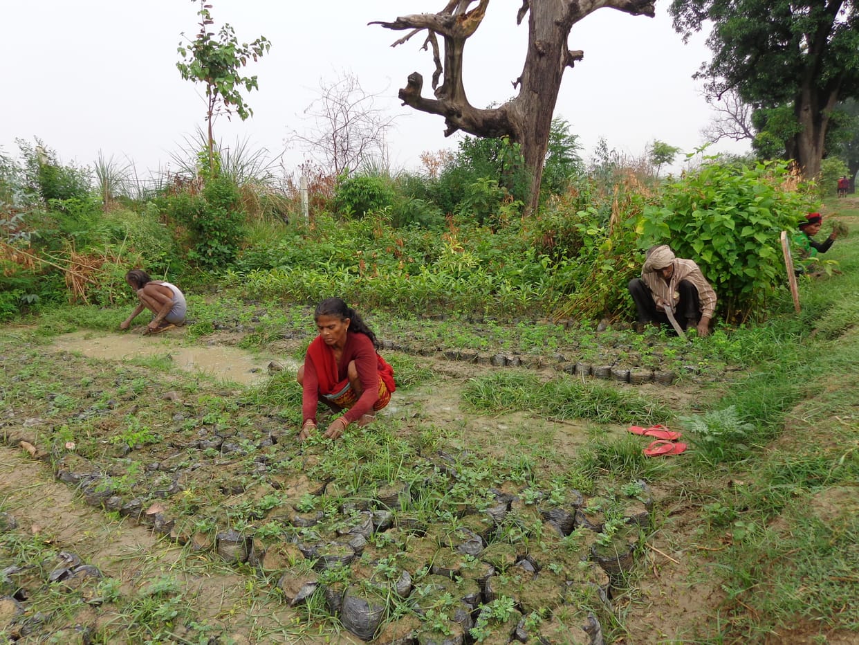 plantation