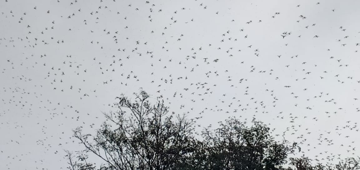 The grasshopper team reached Ballia did not attack the crops, the convoy turned towards Bihar