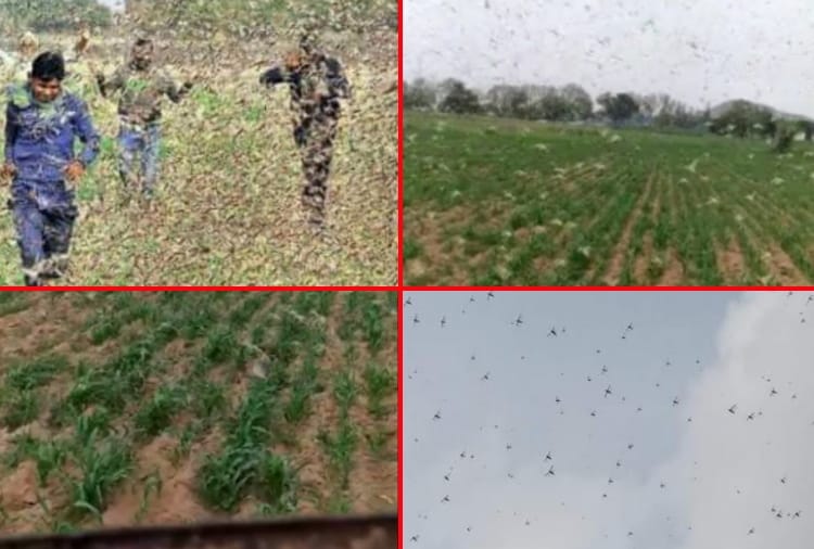 Locust party attacked in Rewari district of Haryana