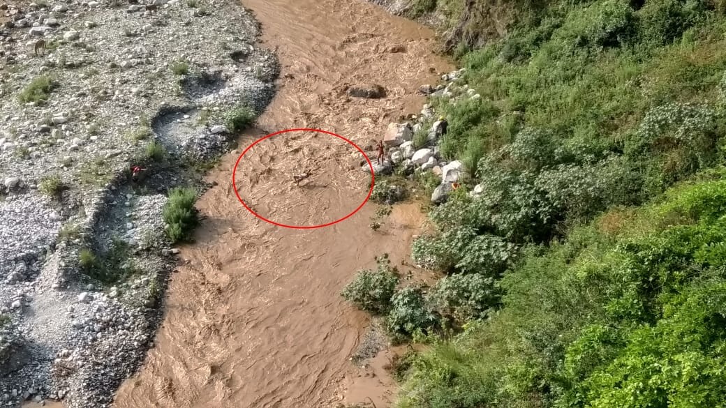 nainital news: water lever increased in kosi river, man stuck between river