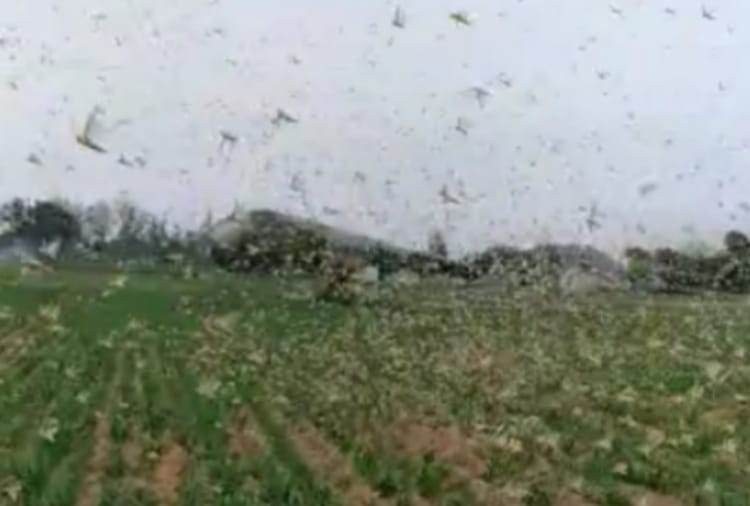 Locust party attacked in Rewari district of Haryana