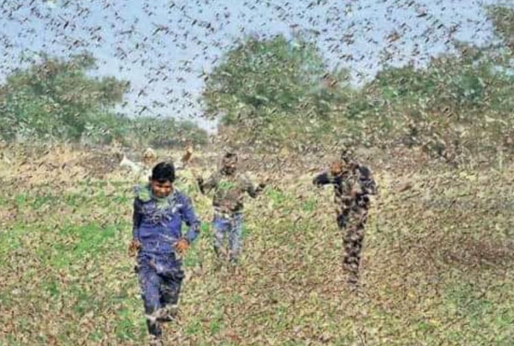 Locust party attacked in Rewari district of Haryana